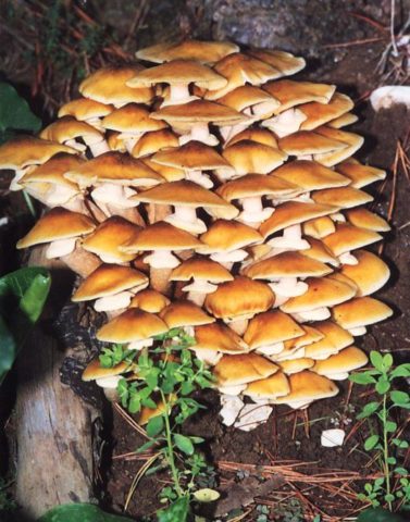 Poplar honey agaric (Agrocybe poplar, Foliot poplar): photo and description, cultivation