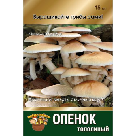 Poplar honey agaric (Agrocybe poplar, Foliot poplar): photo and description, cultivation