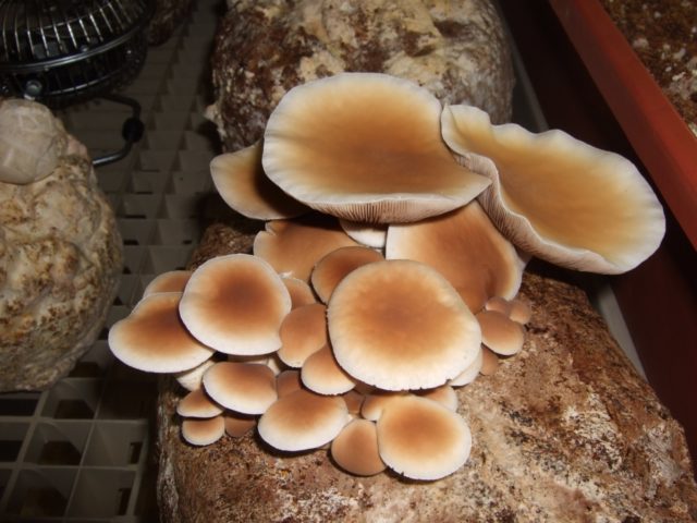 Poplar honey agaric (Agrocybe poplar, Foliot poplar): photo and description, cultivation