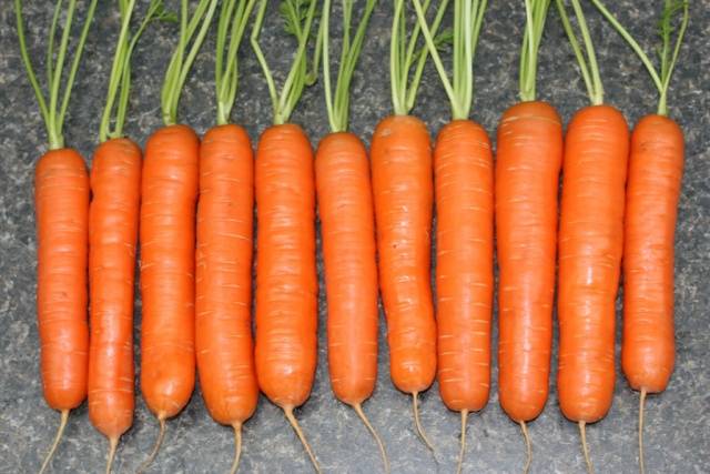 Popular varieties of carrots