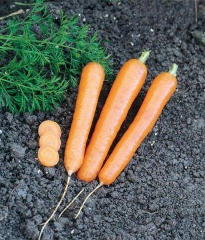 Popular varieties of carrots