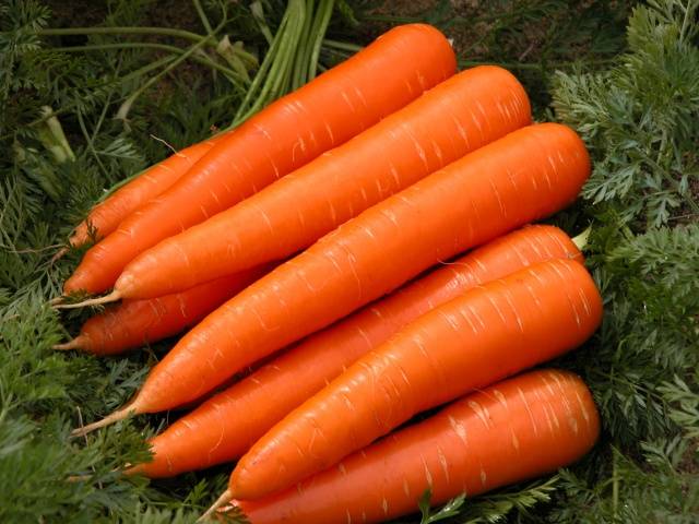 Popular varieties of carrots