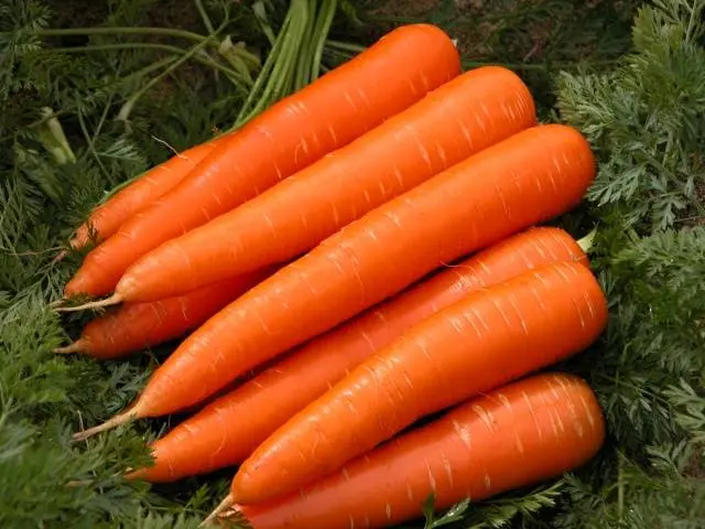 Popular varieties of carrots