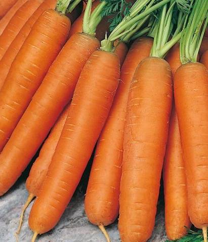 Popular varieties of carrots