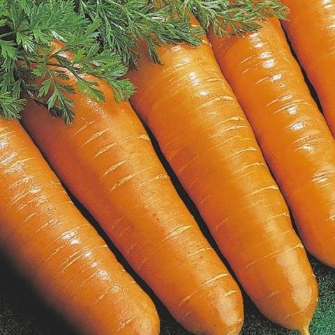 Popular varieties of carrots