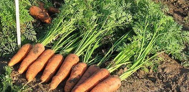 Popular varieties of carrots