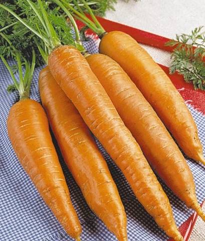 Popular varieties of carrots