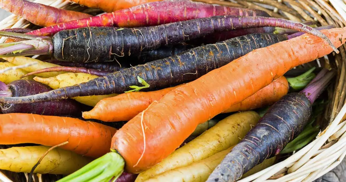 Popular varieties of carrots