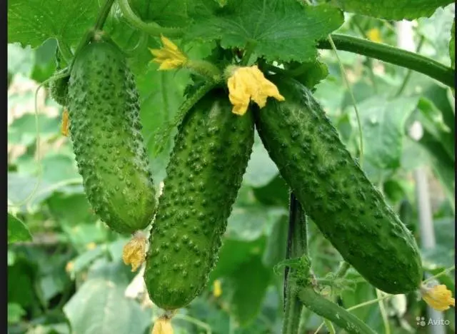 Popular varieties of cucumbers for open ground