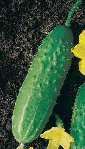 Popular varieties of cucumbers for open ground