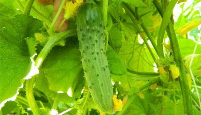 Popular varieties of cucumbers for open ground