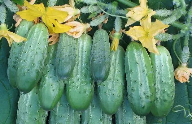 Popular varieties of cucumbers for open ground