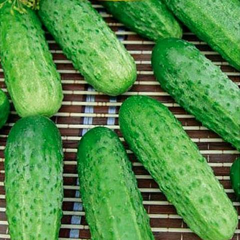 Popular varieties of cucumbers for open ground