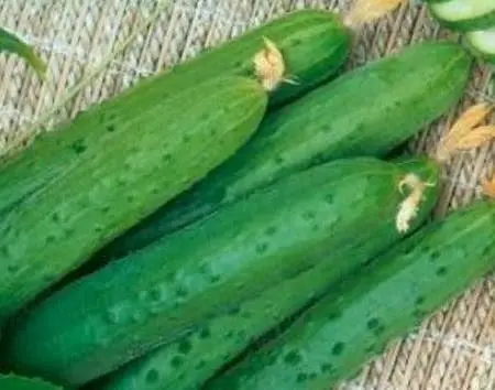 Popular varieties of cucumbers for open ground