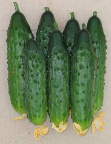 Popular varieties of cucumbers for open ground