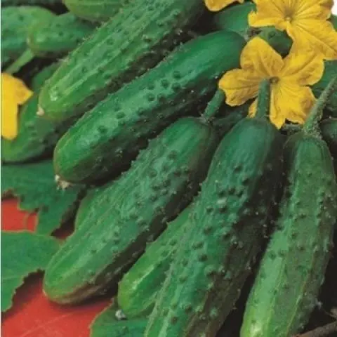 Popular varieties of cucumbers for open ground