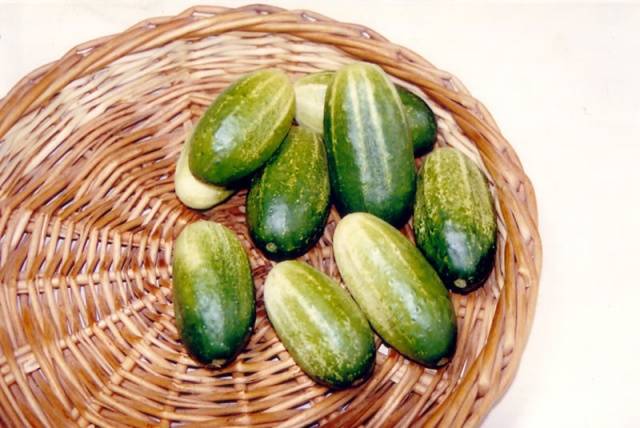 Popular varieties of cucumbers for open ground