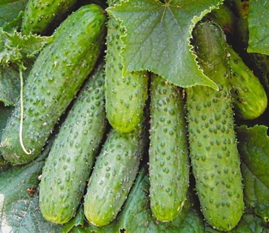 Popular varieties of cucumbers for open ground