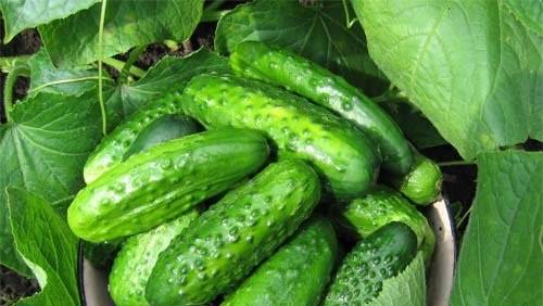 Popular varieties of cucumbers for open ground