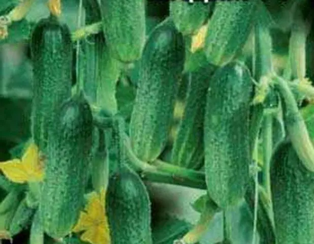 Popular varieties of cucumbers for open ground