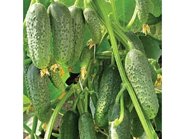 Popular varieties of cucumbers for open ground