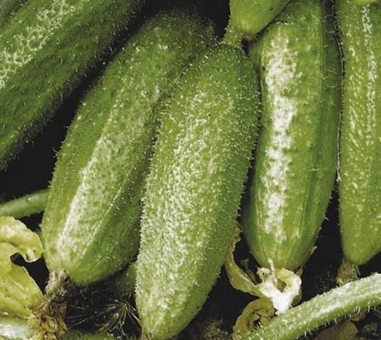 Popular varieties of cucumbers for open ground