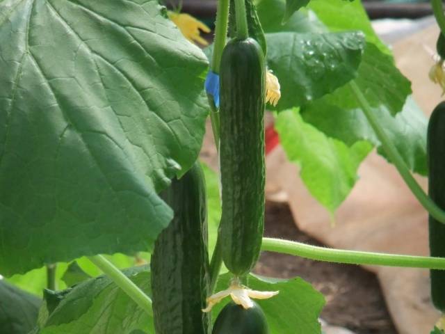 Popular varieties of cucumbers for open ground