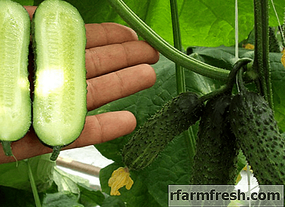 Popular varieties of cucumbers for open ground