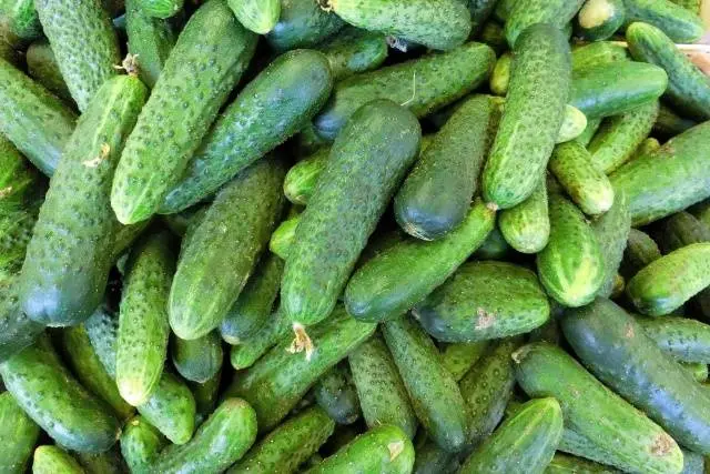 Popular varieties of cucumbers for open ground