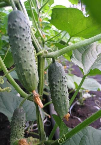 Popular varieties of cucumbers for open ground