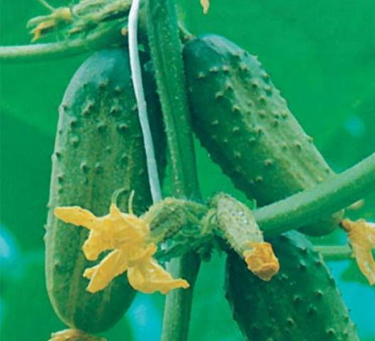 Popular varieties of cucumbers for open ground