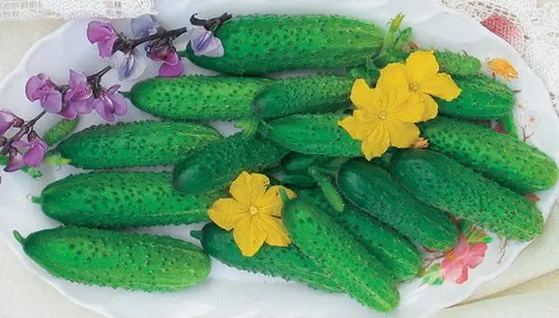 Popular varieties of cucumbers for open ground