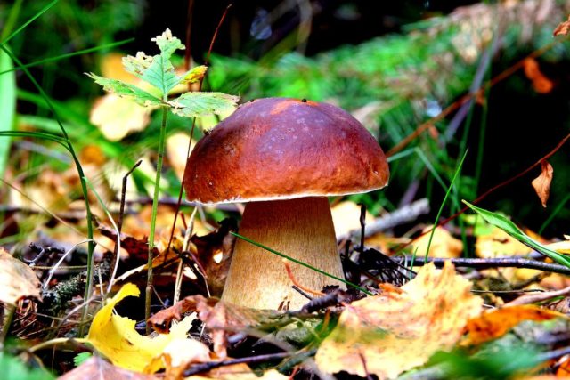 Porcini mushrooms: how to cook fresh, step by step recipes with photos