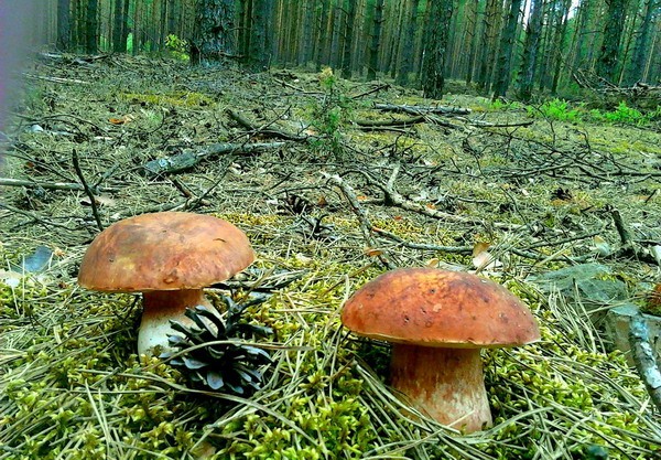 Porcini mushrooms in the Leningrad region: the best places, picking season