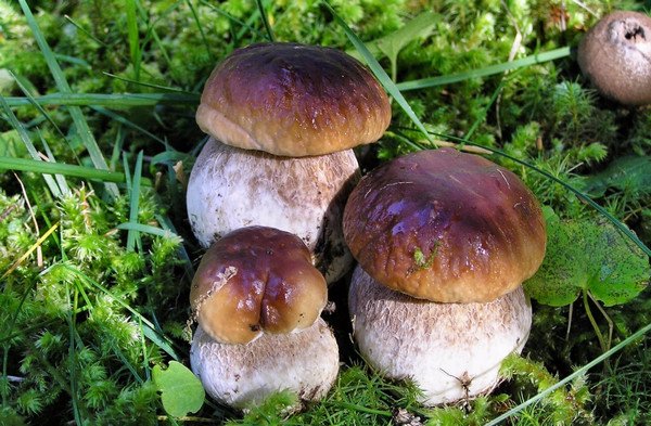 Porcini mushrooms in the Leningrad region: the best places, picking season