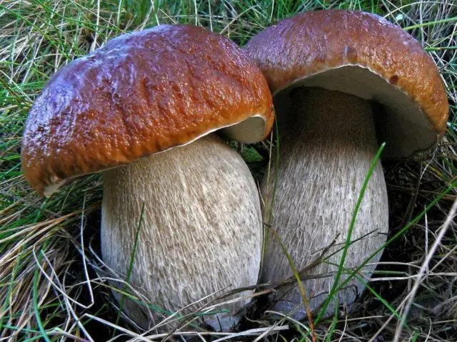 Porcini mushrooms in the Leningrad region: the best places, picking season