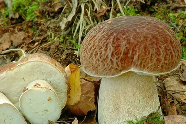 Porcini mushrooms in the Leningrad region: the best places, picking season