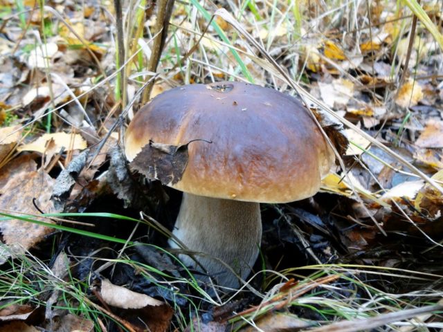 Porcini mushrooms in the Leningrad region: the best places, picking season