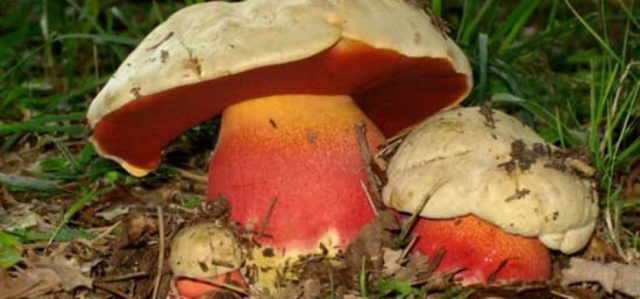 Porcini mushrooms in the Leningrad region: the best places, picking season