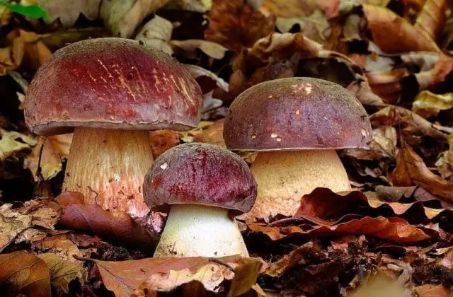 Porcini mushrooms in the Moscow region in 2022: where to pick in June, July and August