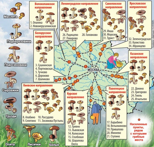 Porcini mushrooms in the Moscow region in 2022: where to pick in June, July and August