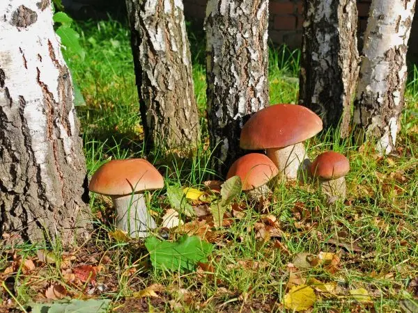 Porcini mushrooms in the Moscow region in 2022: where to pick in June, July and August