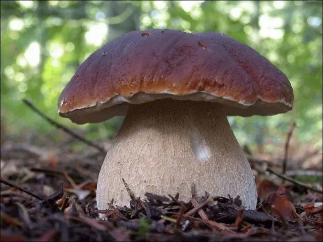 Porcini mushrooms in the Moscow region in 2022: where to pick in June, July and August