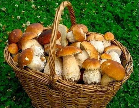 Porcini mushrooms in the Moscow region in 2022: where to pick in June, July and August