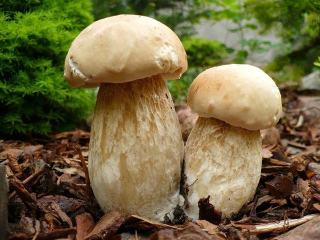 Porcini mushrooms in the Moscow region in 2022: where to pick in June, July and August