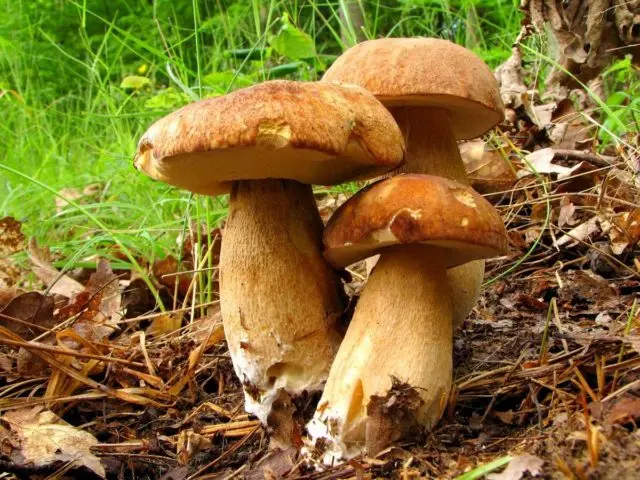 Porcini mushrooms in the Moscow region in 2022: where to pick in June, July and August