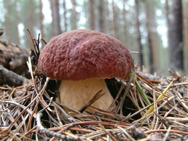 Porcini mushrooms in the Moscow region in 2022: where to pick in June, July and August