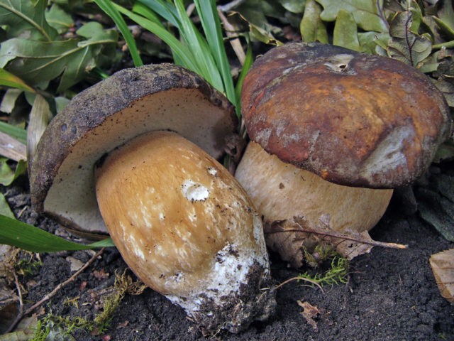 Porcini mushrooms in the Moscow region in 2022: where to pick in June, July and August