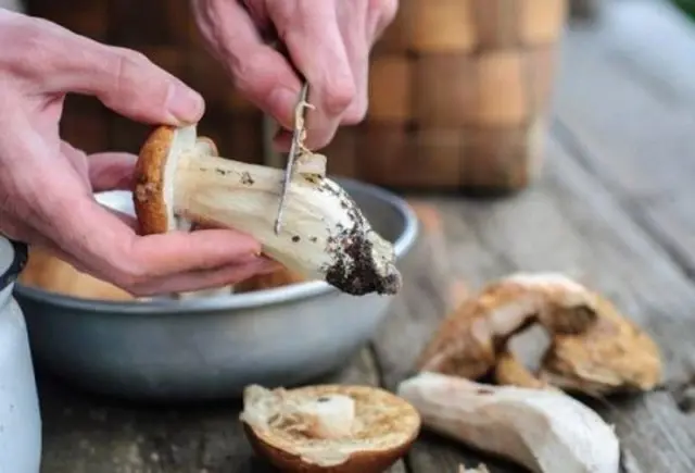 Porcini mushrooms on the grill: barbecue recipes