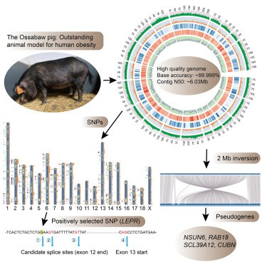 Pork appetite gene